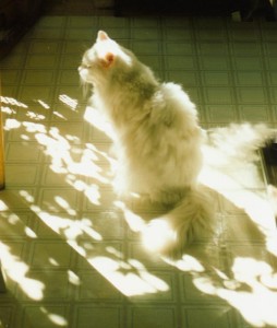 white cat in sun on floor
