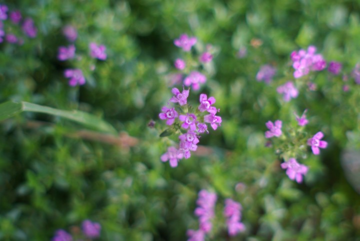 photo of willow herb
