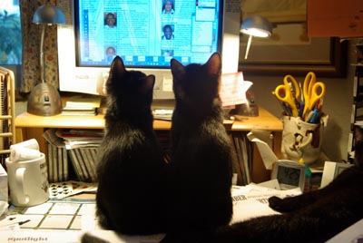 two little black cats looking at computer