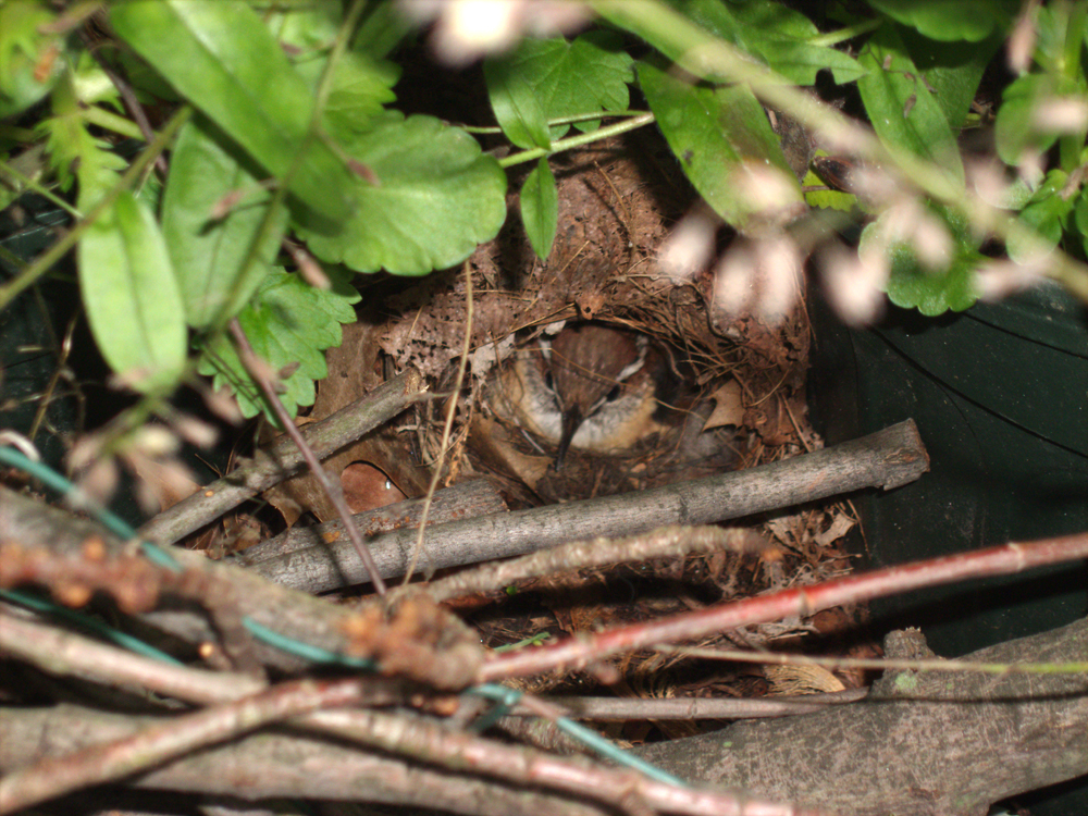wren sitting on her nest