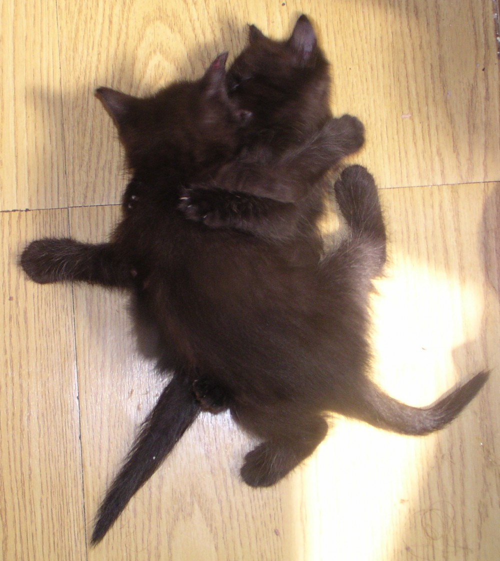 two black kittens wrestling