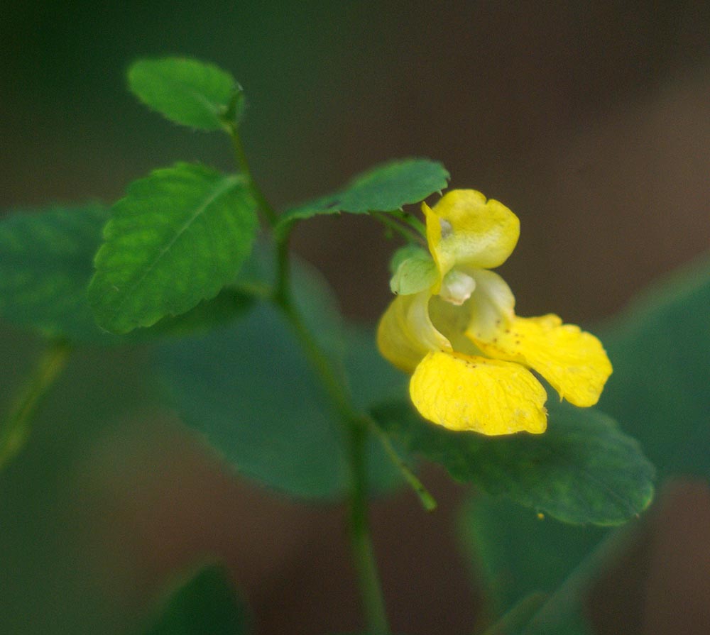 photo of jewelweed