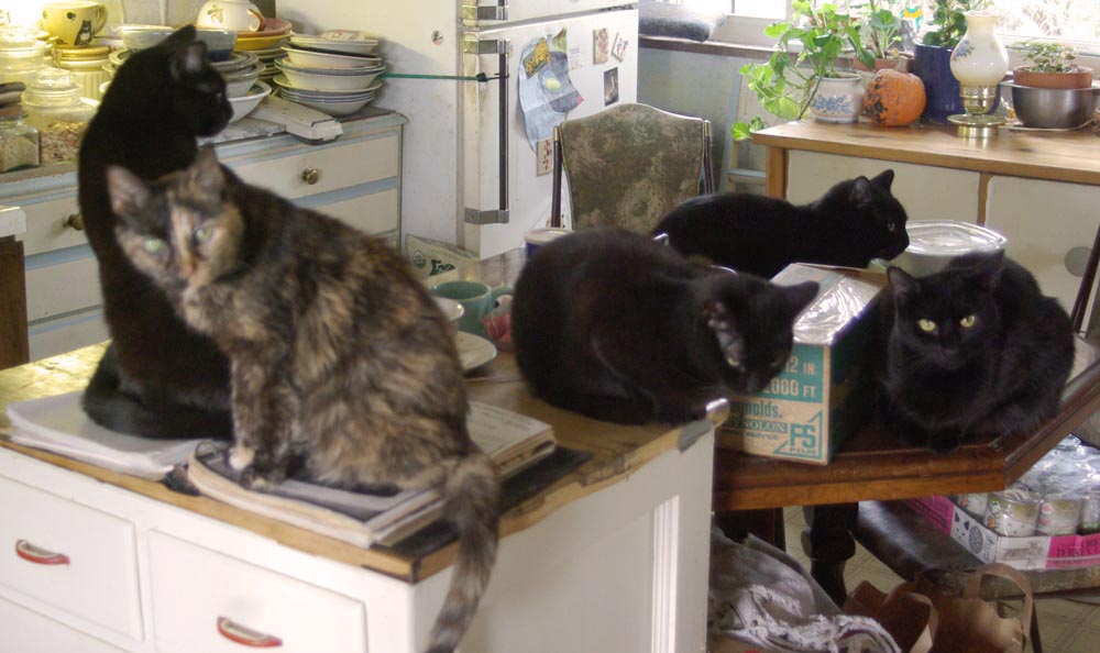 five cats in kitchen.