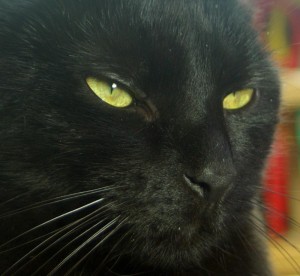 black cat with yellow eyes