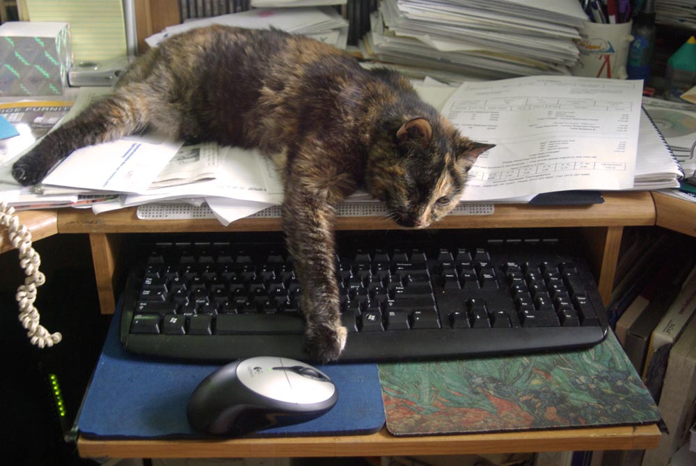 tortoiseshell cat blocking keyboard