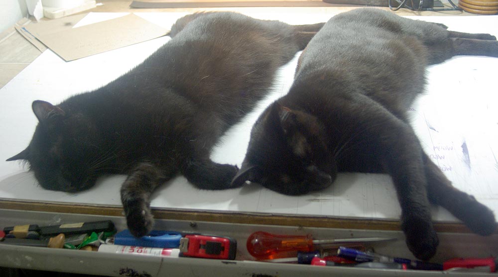 two black cats sleeping on table