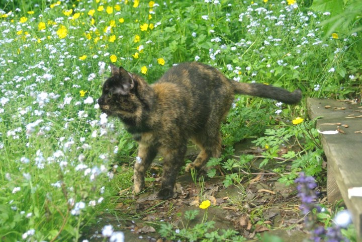 tortoiseshell cat with grass and flowers