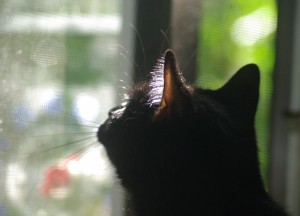 black cat looking up out window