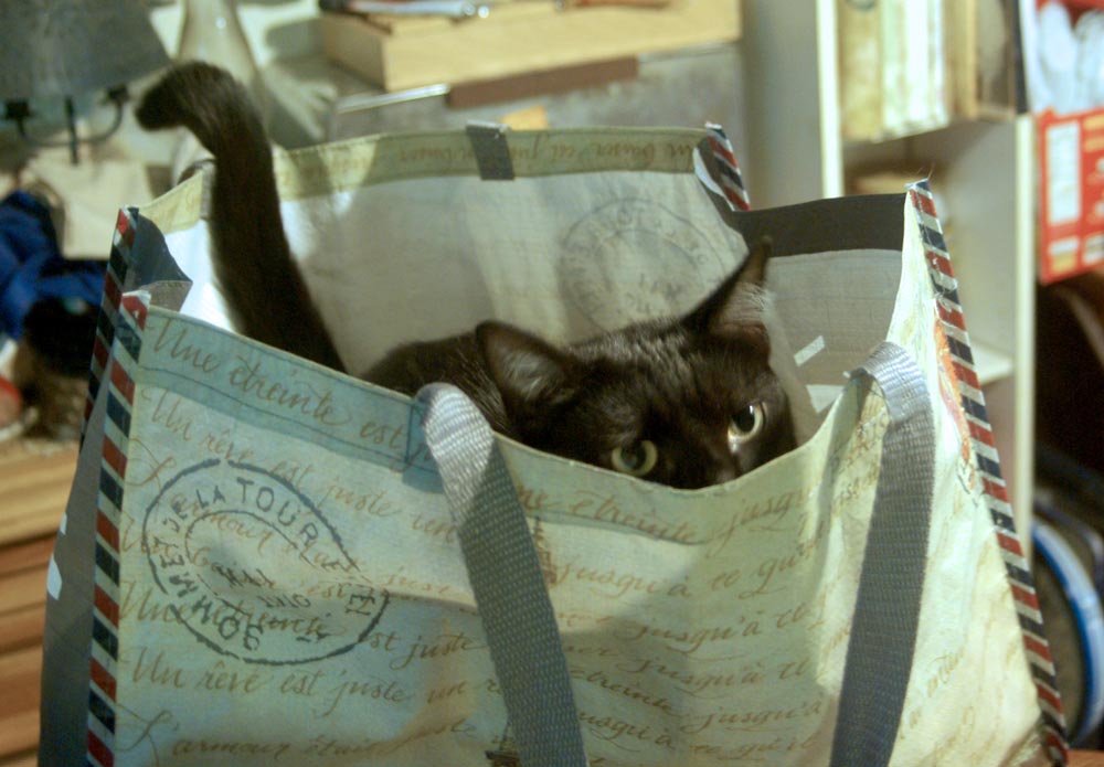 black cat in shopping bag
