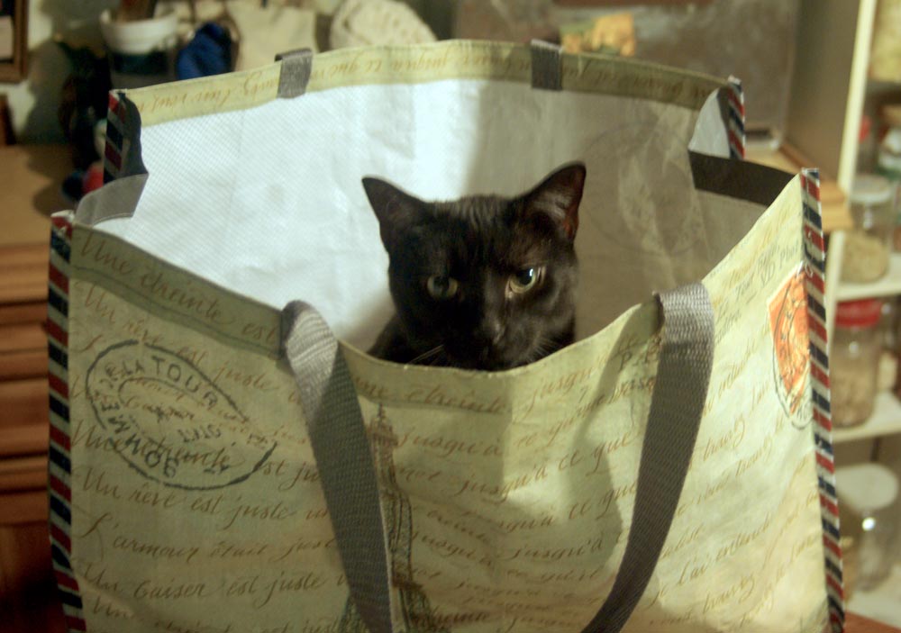 black cat in shopping bag