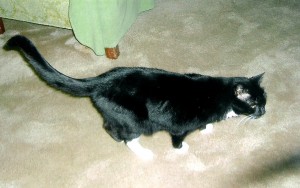 tuxedo cat for adoption