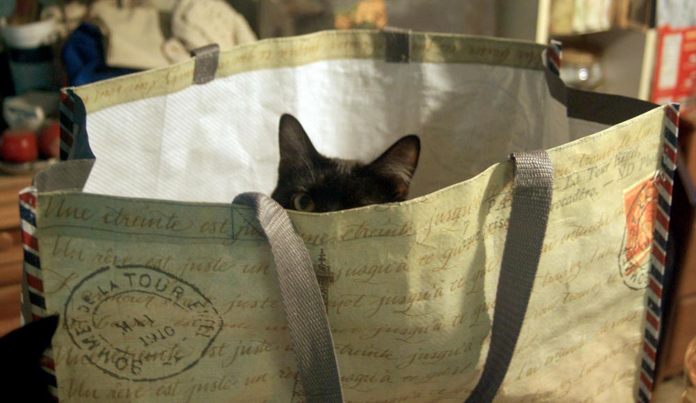 black cat in bag