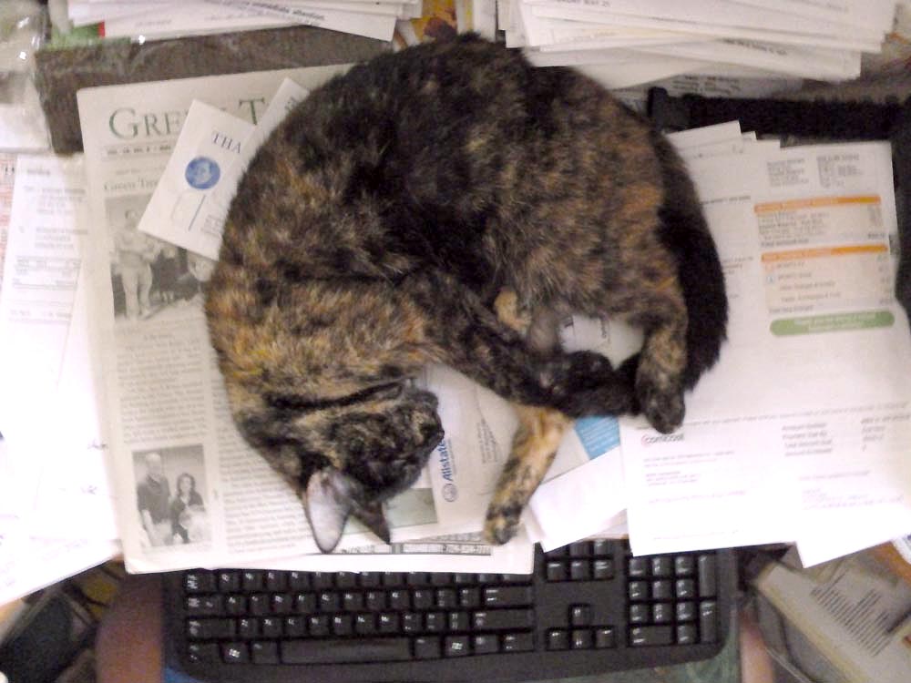 tortoiseshell cat sleeping on papers