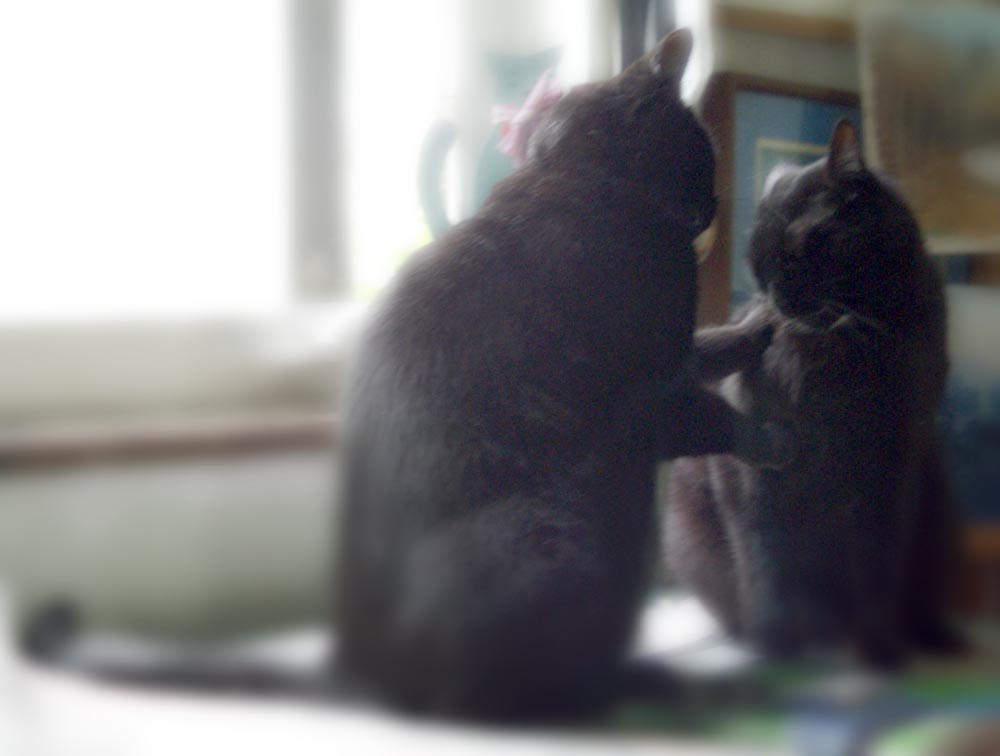 two black cats talking