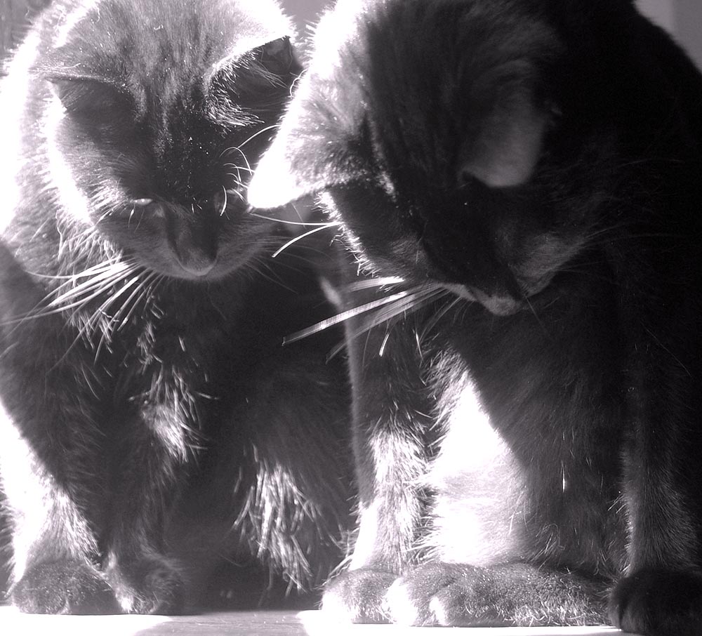 closeup of two black cats