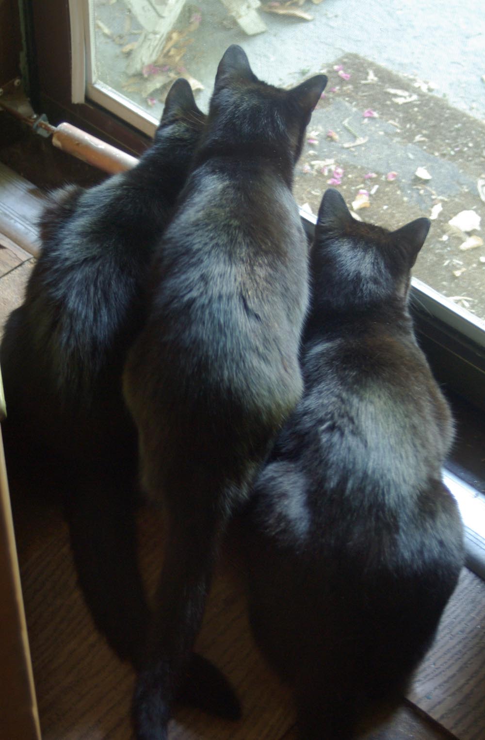 three black cats staring out door