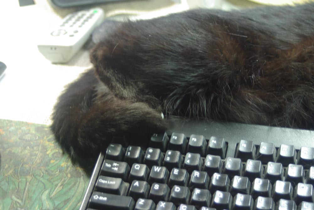 black cat paws on keyboard