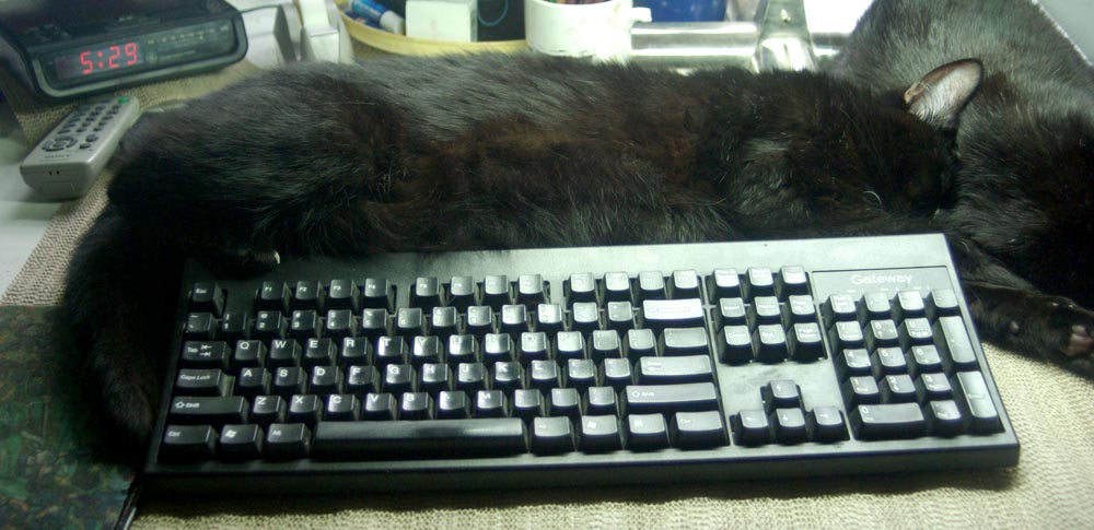 black cat wrapped around computer keyboard