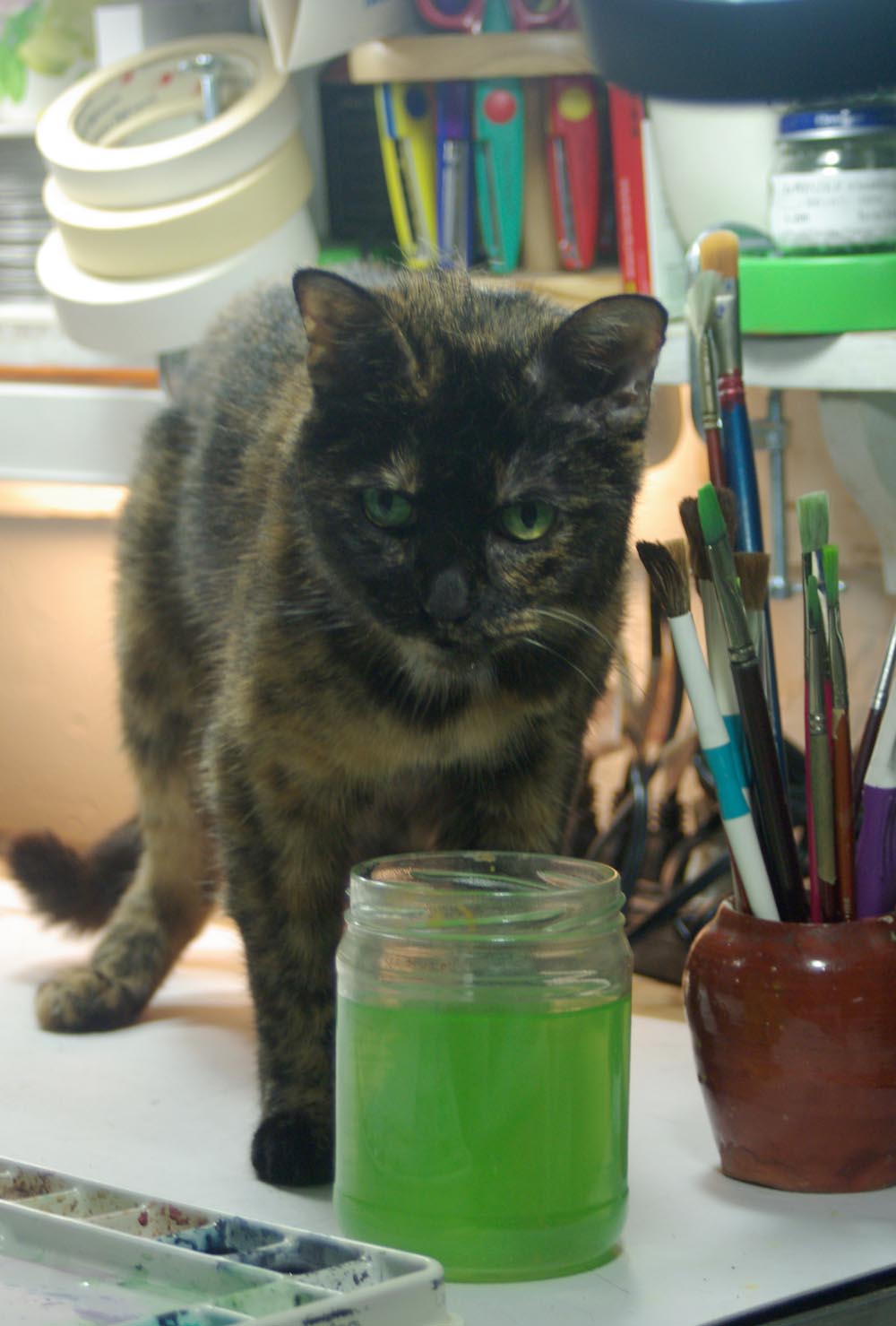 totoiseshell cat looking up over jar of green water