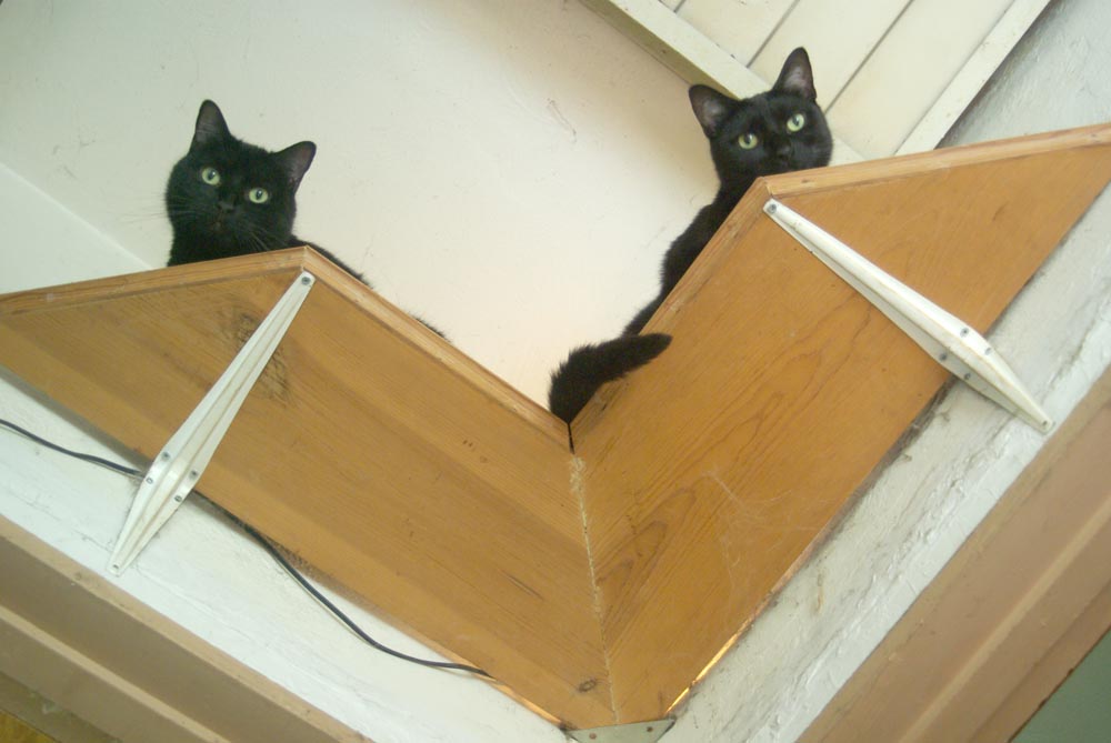 two black cats on shelf