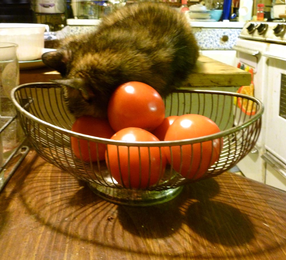 tortoiseshell cat sleeping on tomatoes