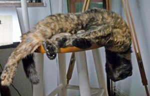 tortoiseshell cat sleeping on stool