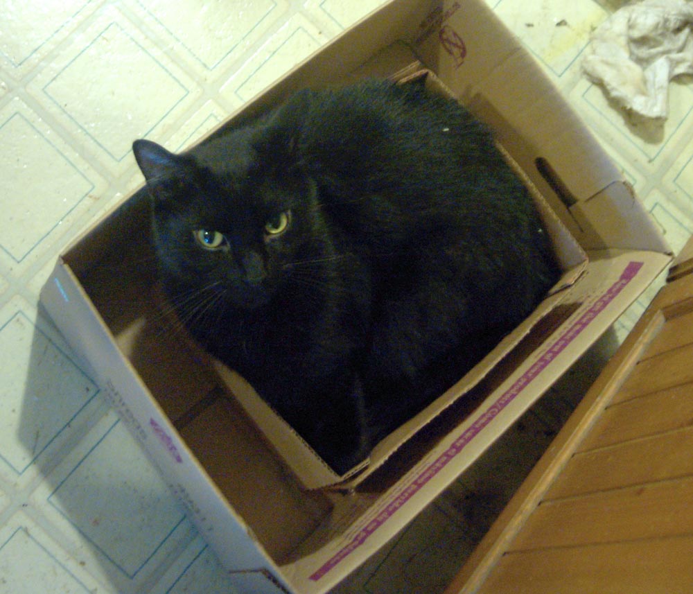 black cat in a box in a box