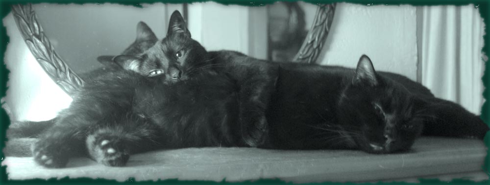 monochrome photo of two black cats cuddling