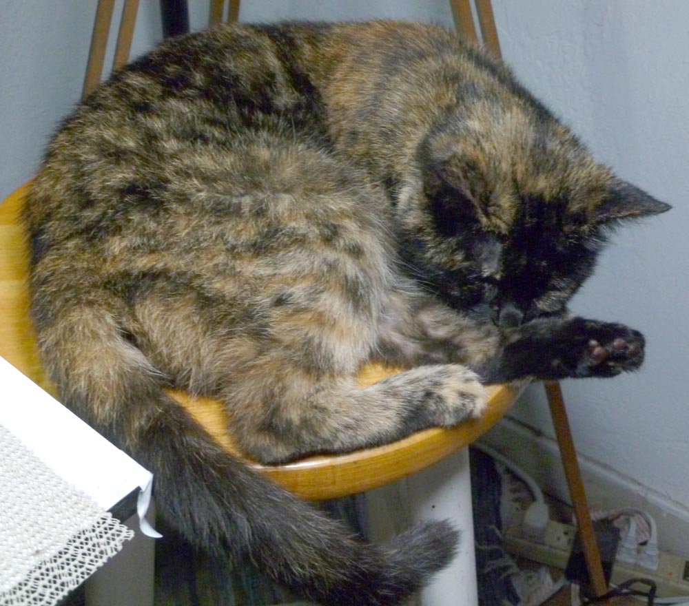 tortoiseshell cat sleeping on stool