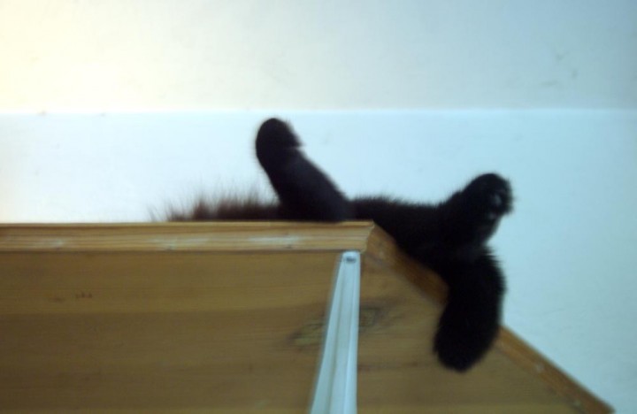cat paws on shelf