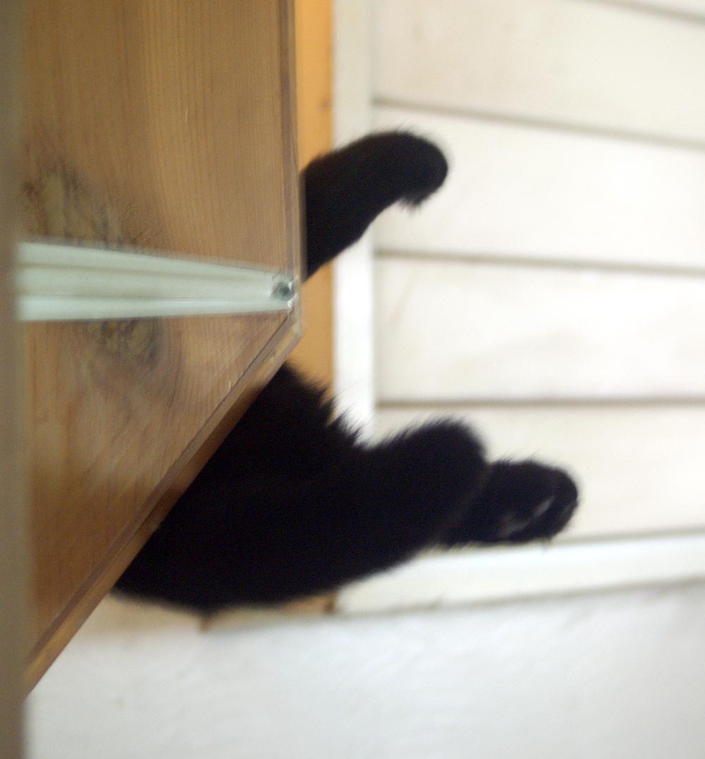 black cat paws on shelf