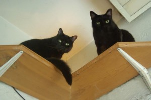 two black cats on shelf