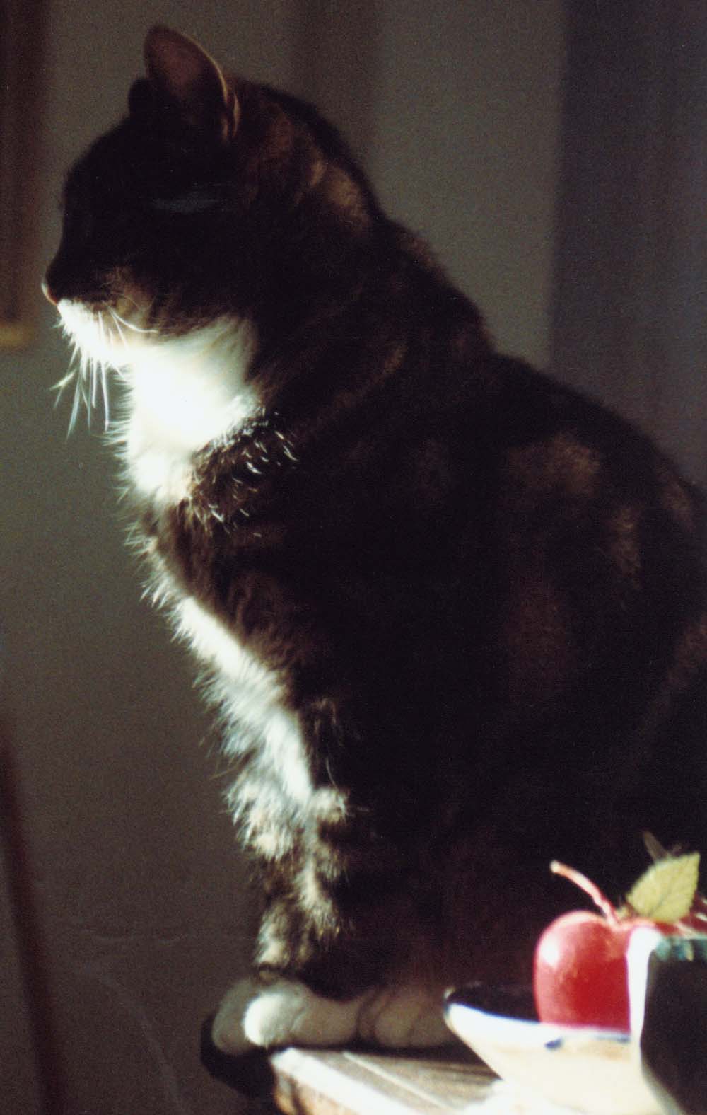 cat in silhouette with apple