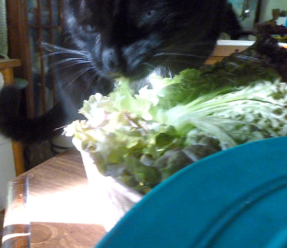 black cat eating lettuce