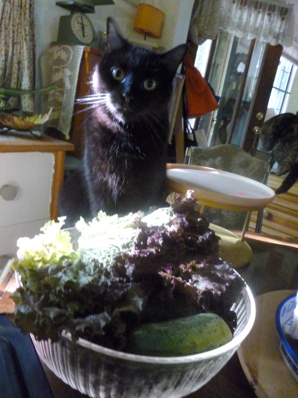 black cat with lettuce
