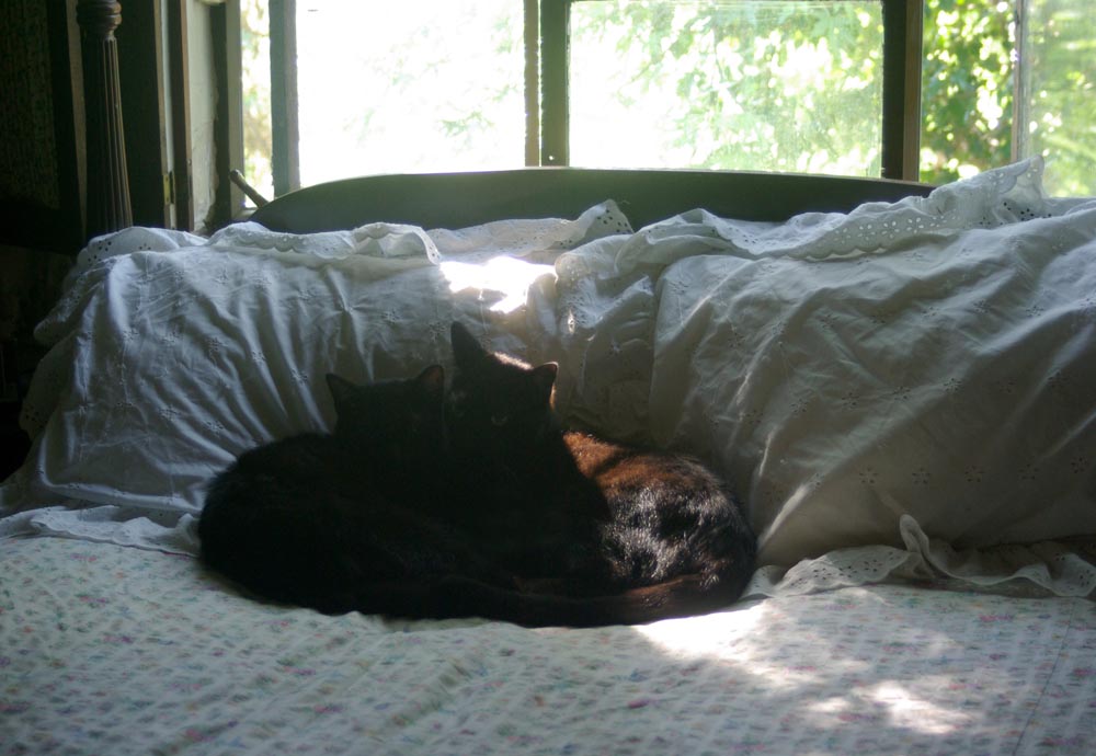 two black cats on the bed