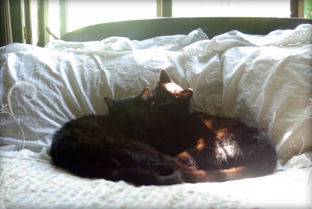 two black cats cuddling on bed