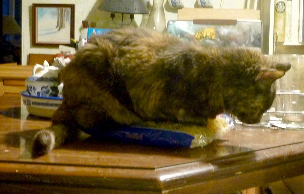 tortoiseshell cat on pasta bag