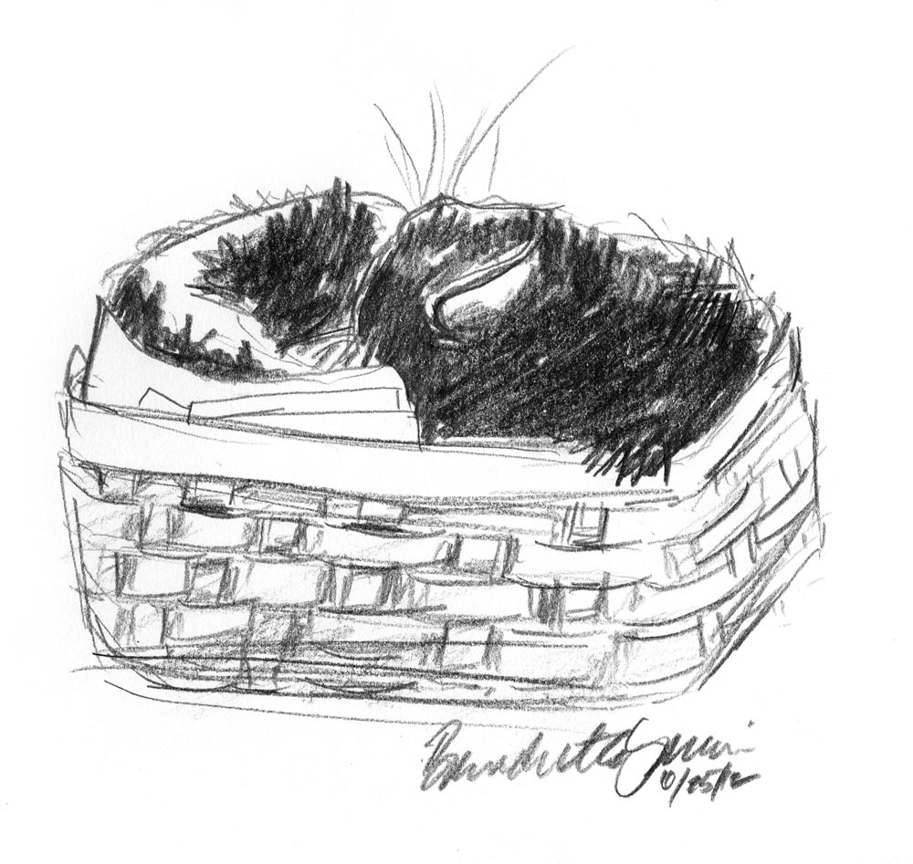 pencil sketch of cat tucked in basket
