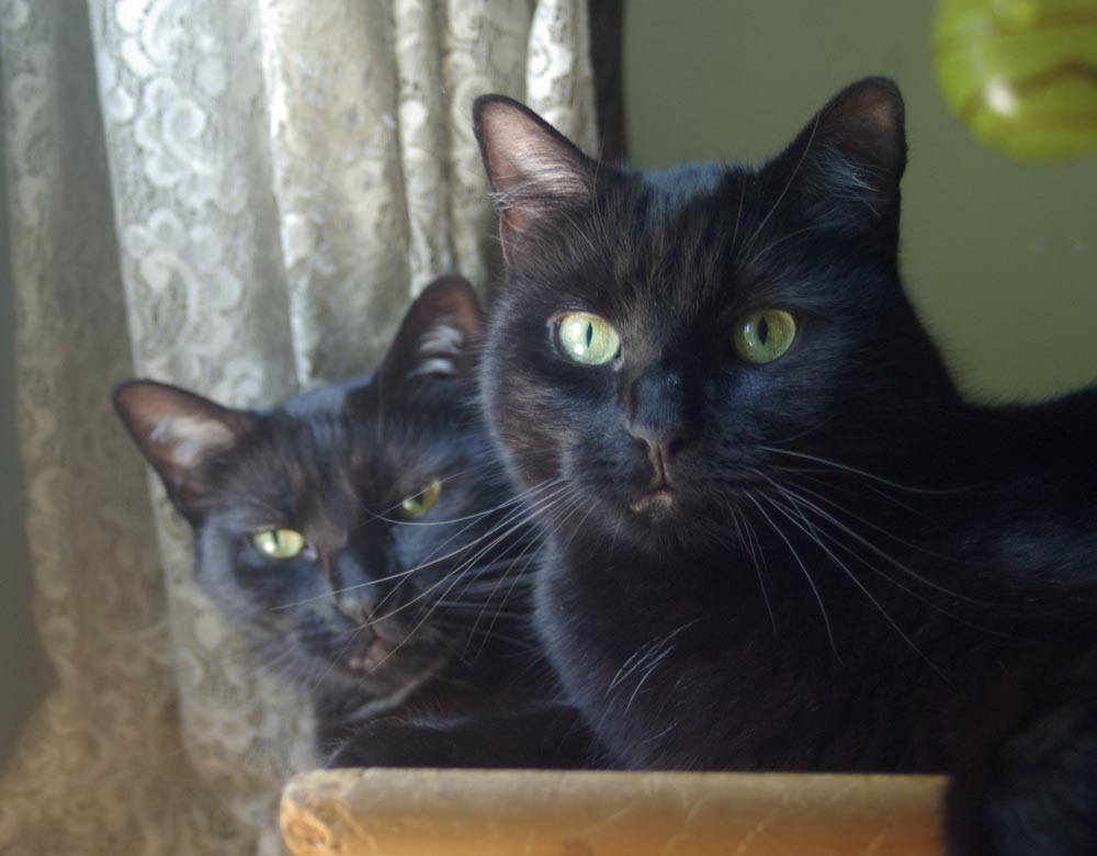 two black cats with green eyes