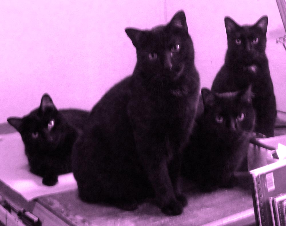 four black cats in violet light