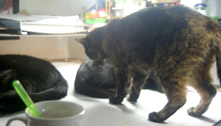 tortoiseshell cat bathing black cat