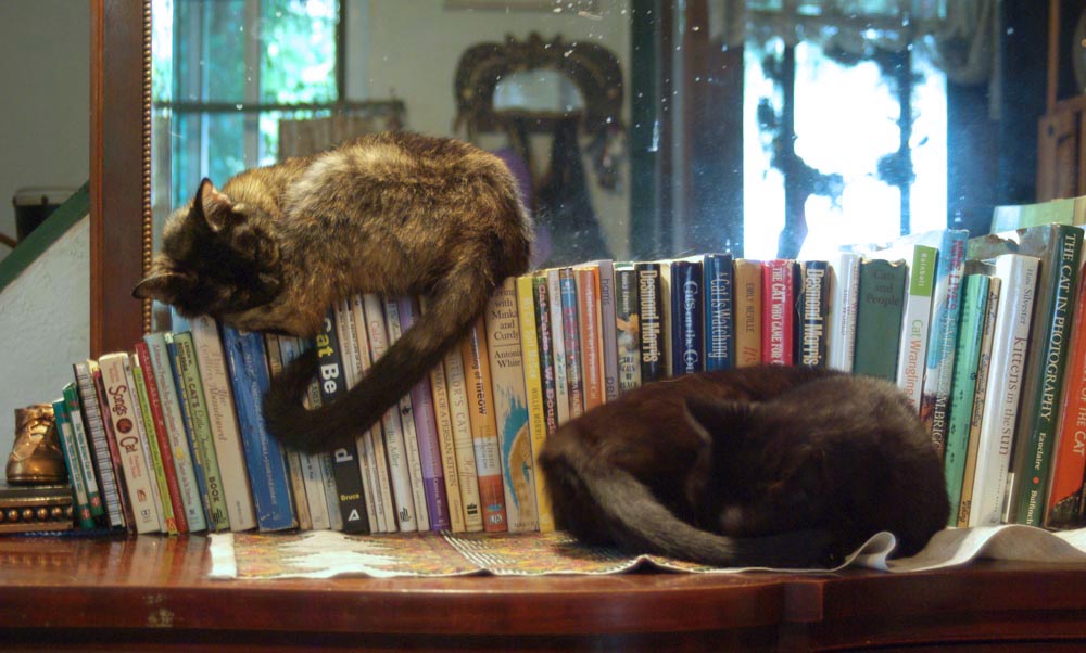 two cats on cat books