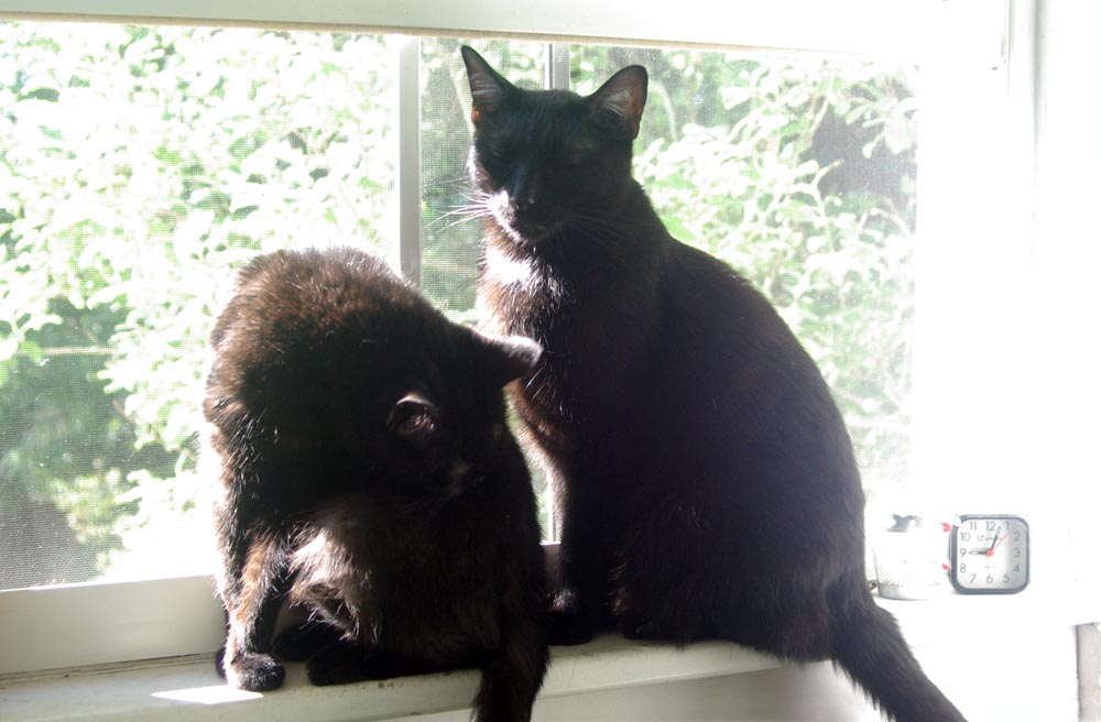 two black cats on sunny windowsill