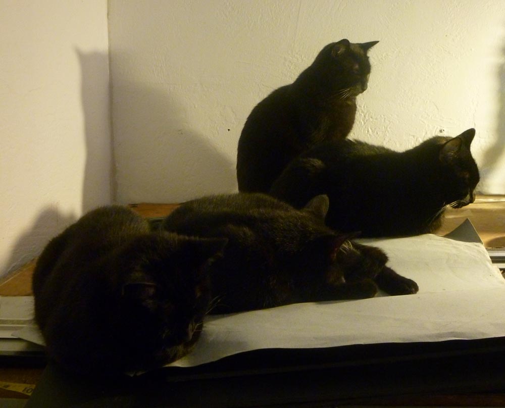 four black cats in dim light