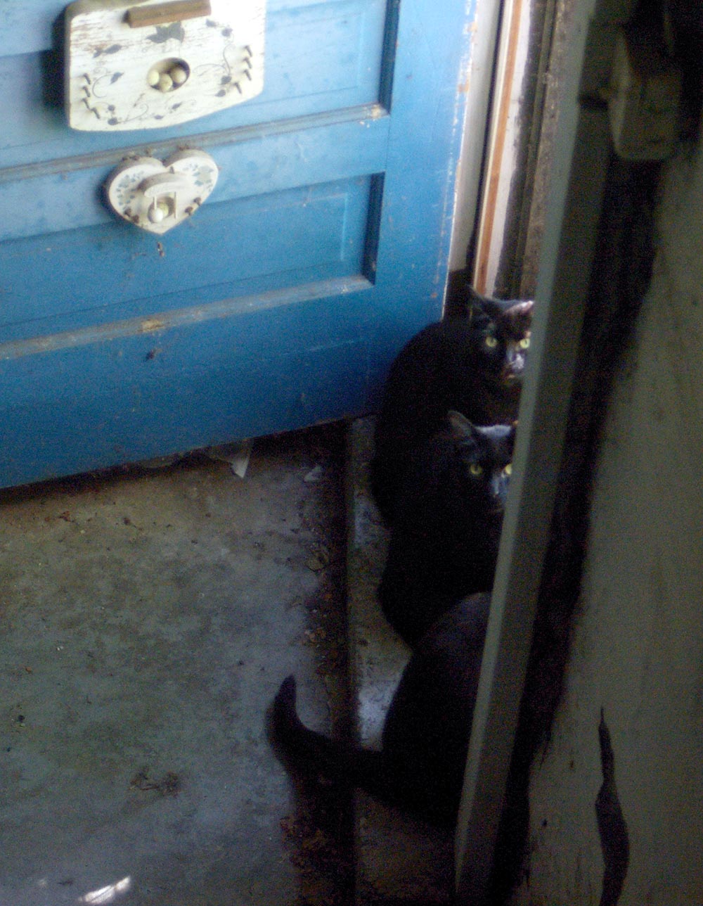 black cats and blue door
