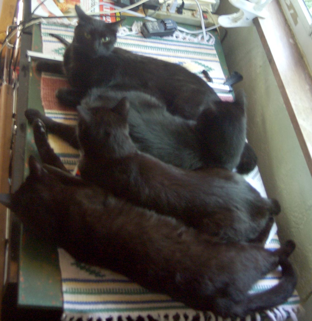 four black cats by window
