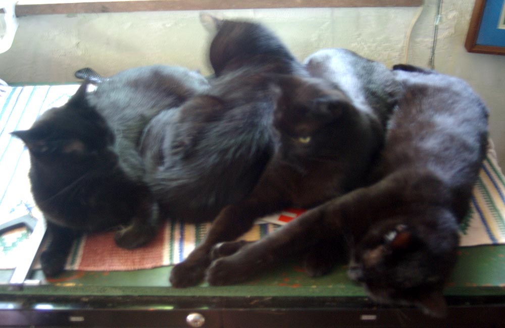four black cats cuddling