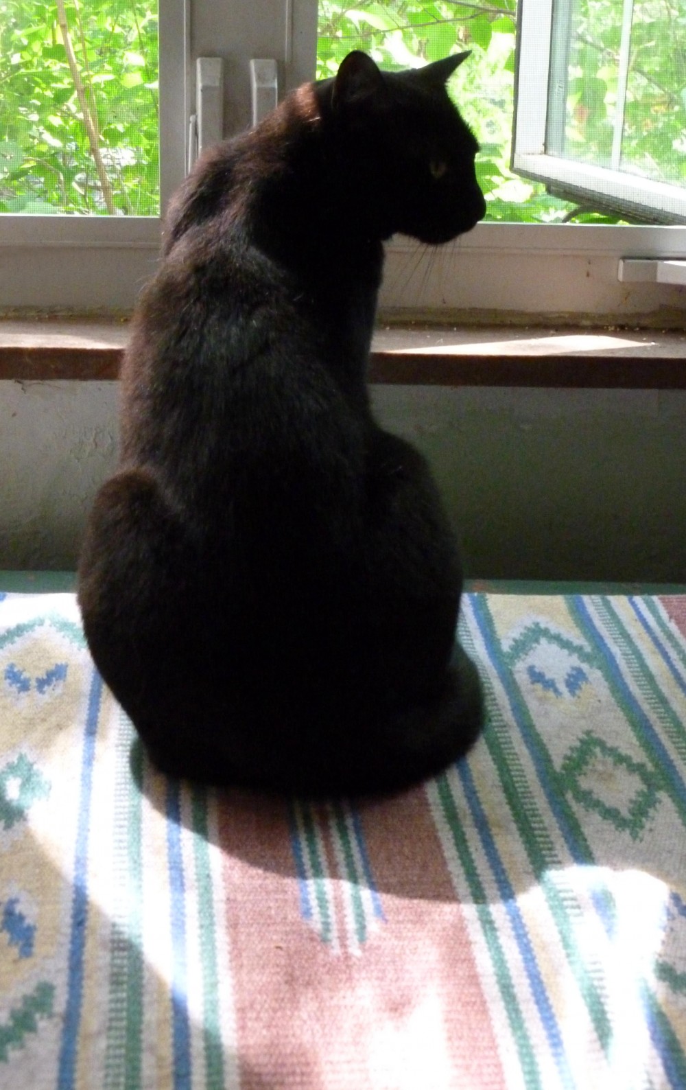 black cat in front of window