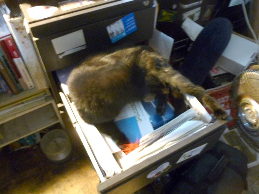 black cat in desk drawer